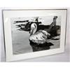 Image 1 : Print Photo Of A Bird 19" x 13"