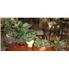 Image 1 : Lot of 5 Artificial Plants