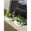 Image 1 : New succulent home decor, art