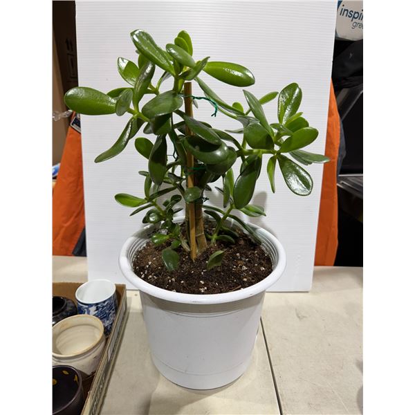 Jade Plant