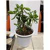 Image 1 : Jade Plant