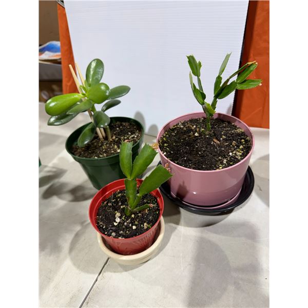 Assorted plants live
