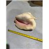 Image 1 : Shell