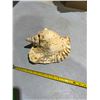 Image 2 : Shell