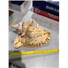 Image 1 : Shell