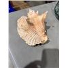 Image 1 : Shell