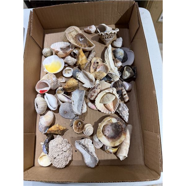 Shells