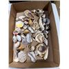 Image 1 : Shells