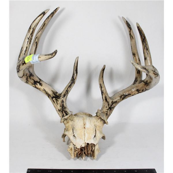 WOODBURNT DEER ANTLER