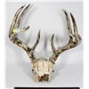 Image 1 : WOODBURNT DEER ANTLER