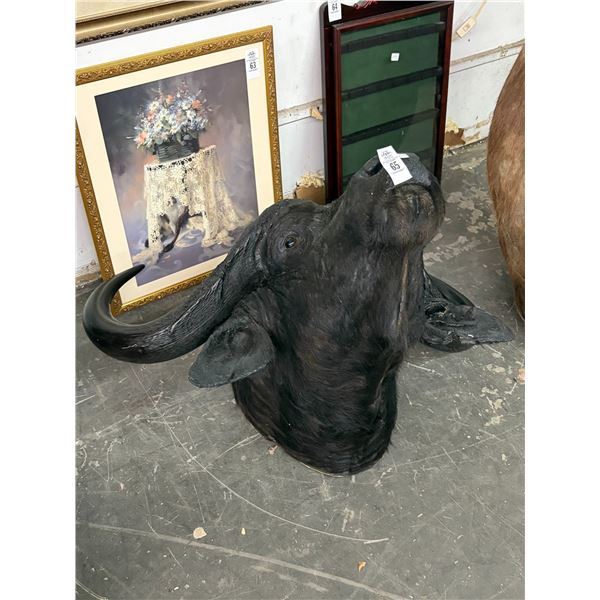 African Cape Buffalo Taxidermy