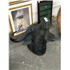 Image 1 : African Cape Buffalo Taxidermy