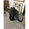 Image 2 : African Cape Buffalo Taxidermy