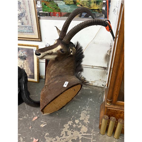 African Sable Antelope Taxidermy