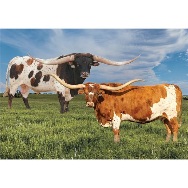 Ironman HR x Silent Love Embryo Calf