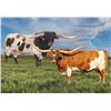 Image 1 : Ironman HR x Silent Love Embryo Calf