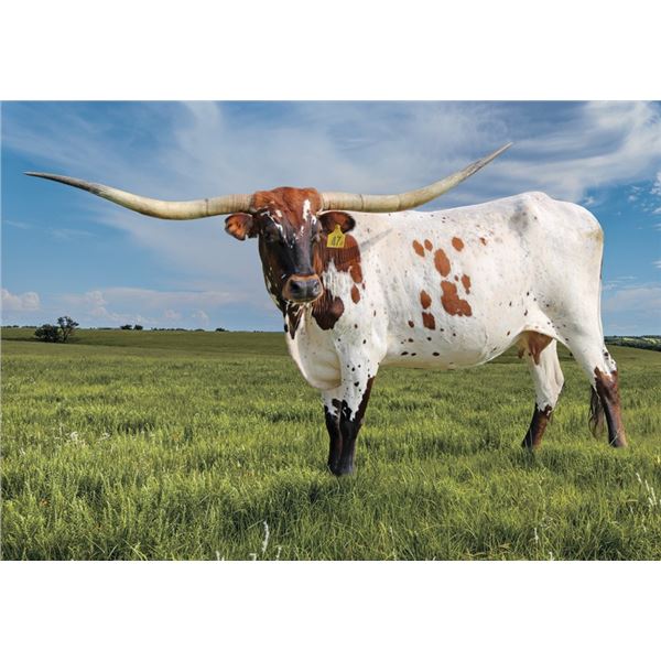 Brazos Madeline 47/20