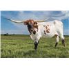 Image 1 : Brazos Madeline 47/20