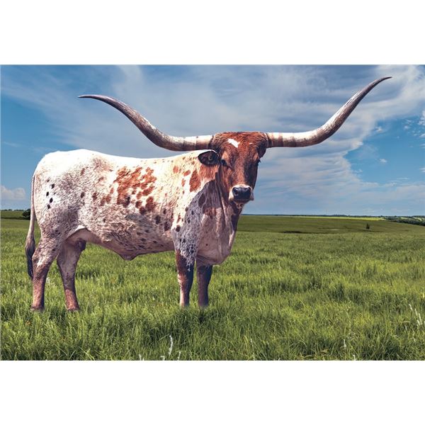 RJF COWBOY'S STARLET
