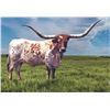 Image 1 : RJF COWBOY'S STARLET