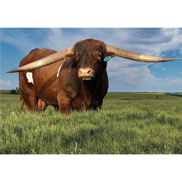 DH HIRED HAND