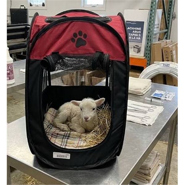 Portable Mesh Pet Carrier With Paw Print Design