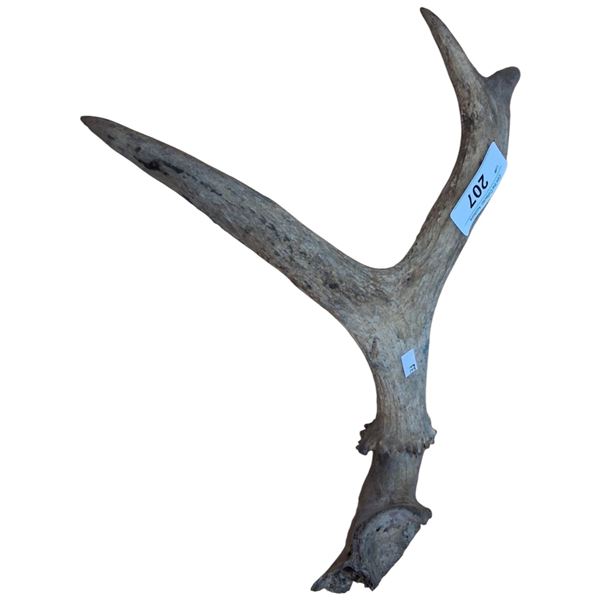 Lone antler, great for dog chews