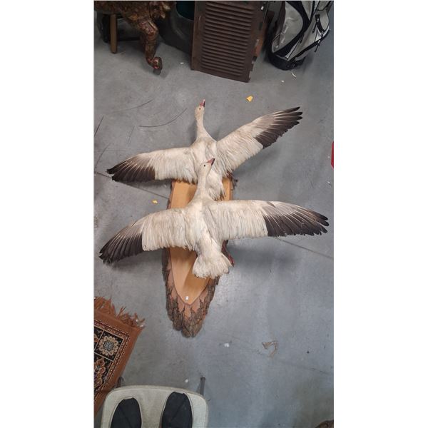1996 taxidermy snow geese mounted on live edge wood 47" long