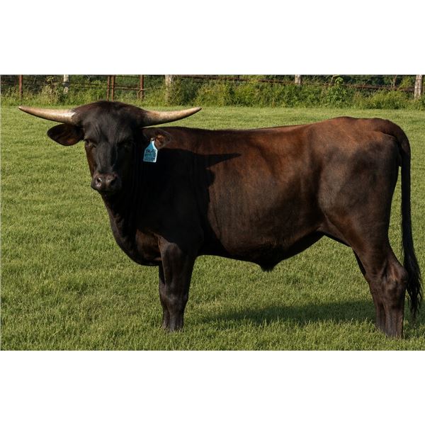 HVH BLACK BETTY