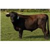 Image 1 : HVH BLACK BETTY