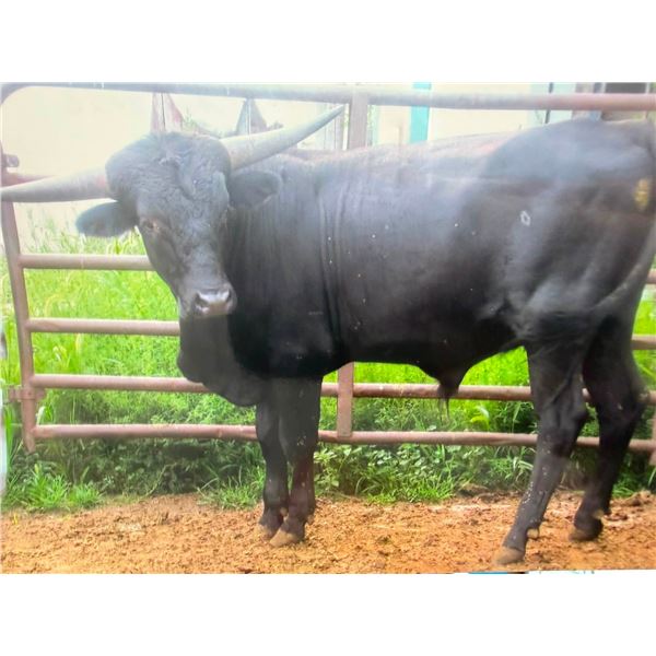CEMB Black Jack