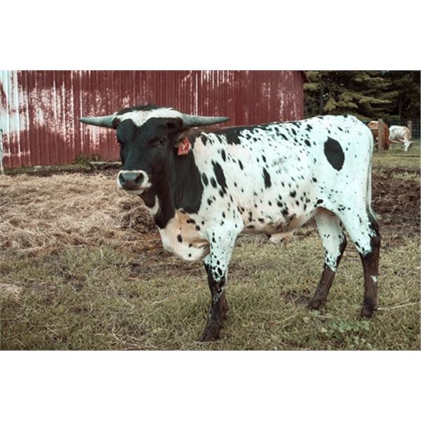 Tuff N Fancy Prairie Ghost