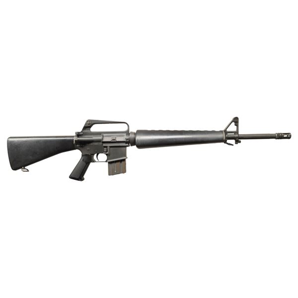 EXTREMELY UNIQUE COLT TRANSITIONAL/DEVELOPEMENTAL