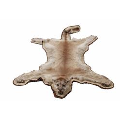 Mountain Lion Rug 81" from nose to tail. In overall fair condition with come damage to ears.81" from