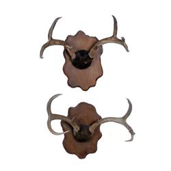 Collection of Two Bull Elk Antler Mounts