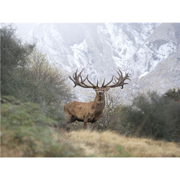 Luxury New Zealand Trophy Hunt for Four Couples With Venator Safaris