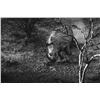 Image 1 : BLASER / ERORA RHINO: Exclusive Namibian Rhino Conservation Package