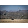 Image 2 : BLASER / ERORA RHINO: Exclusive Namibian Rhino Conservation Package