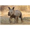 Image 4 : BLASER / ERORA RHINO: Exclusive Namibian Rhino Conservation Package