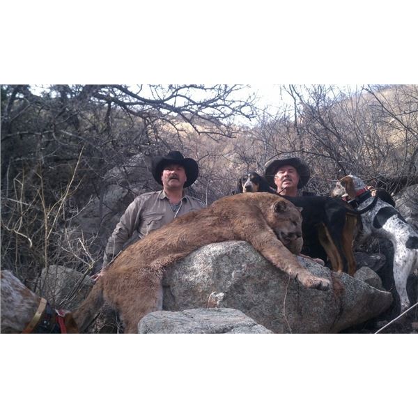 Five-Day Trophy Mountain Lion Hunt with Hounds in Arizona