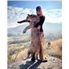 Image 2 : Five-Day Trophy Mountain Lion Hunt with Hounds in Arizona