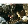 Image 3 : Five-Day Trophy Mountain Lion Hunt with Hounds in Arizona