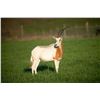 Image 2 : 3-Day/2-Night Scimitar Horned Oryx Hunt for One Hunter and One Non-Hunter