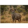 Image 1 : Safari of a Lifetime: Luxury South African Hunt for Two & Cape Town Getaway