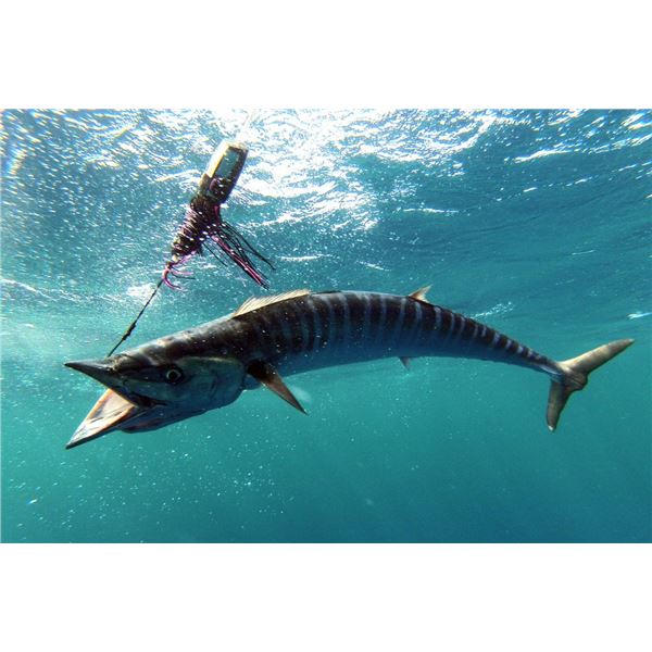Deep Sea Fishing Adventure with Matthews Custom Yachts