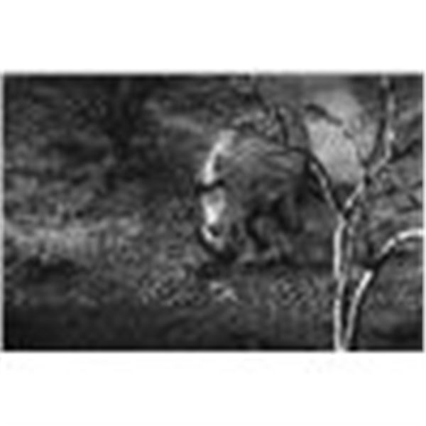 BLASER / ERORA RHINO: Exclusive Namibian Rhino Conservation Package