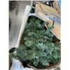 Image 2 : 7FT PRELIT CHRISTMAS TREE