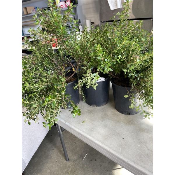 3 LIVE POTTED PLANTS