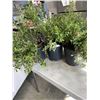 Image 1 : 3 LIVE POTTED PLANTS