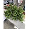 Image 2 : 3 LIVE POTTED PLANTS